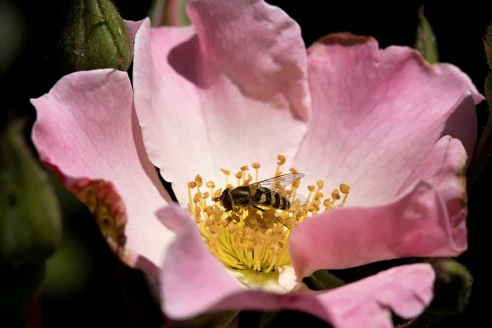 how to get rid of hover flies on patio