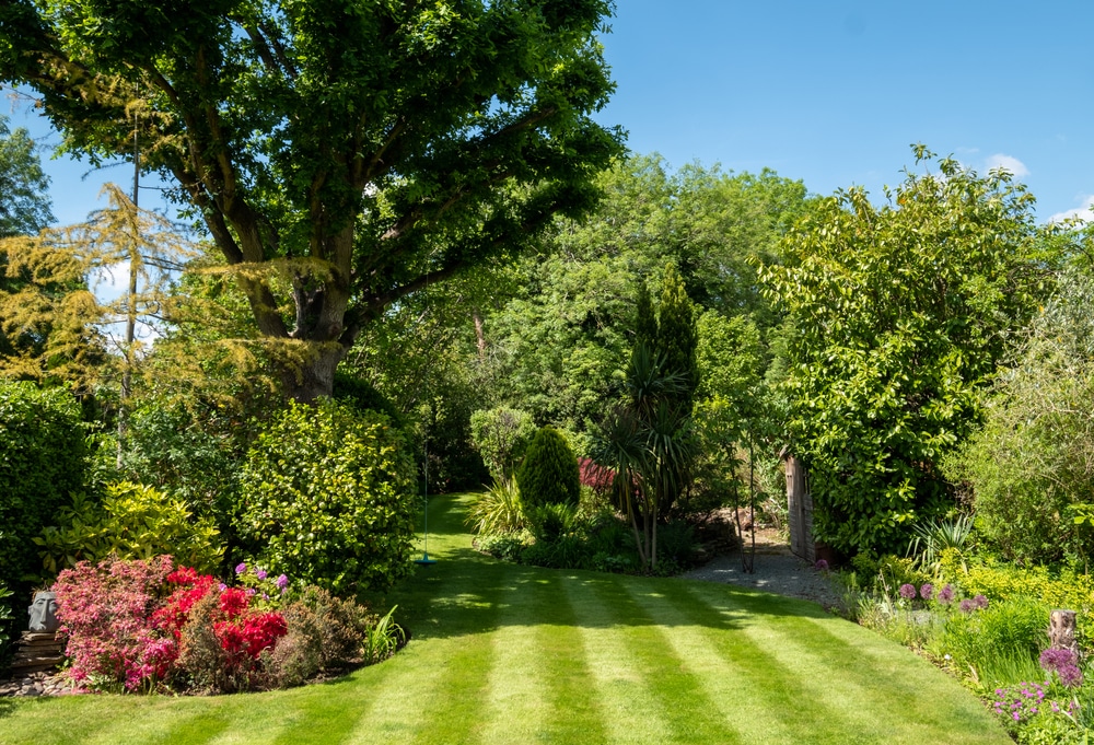 How to properly overseed a lawn