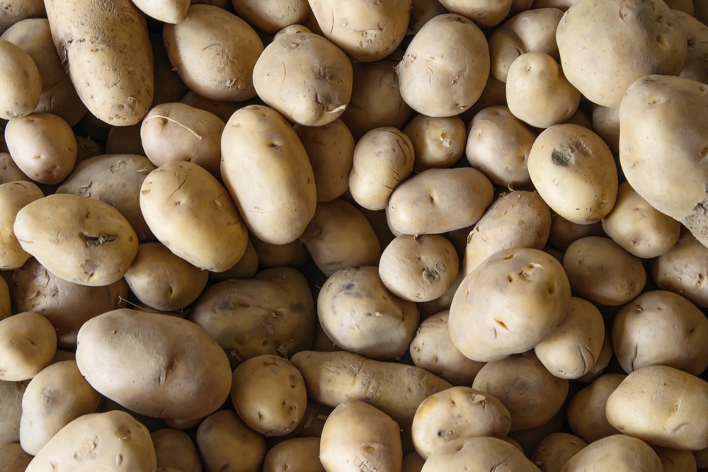 how to plant kennebec potatoes