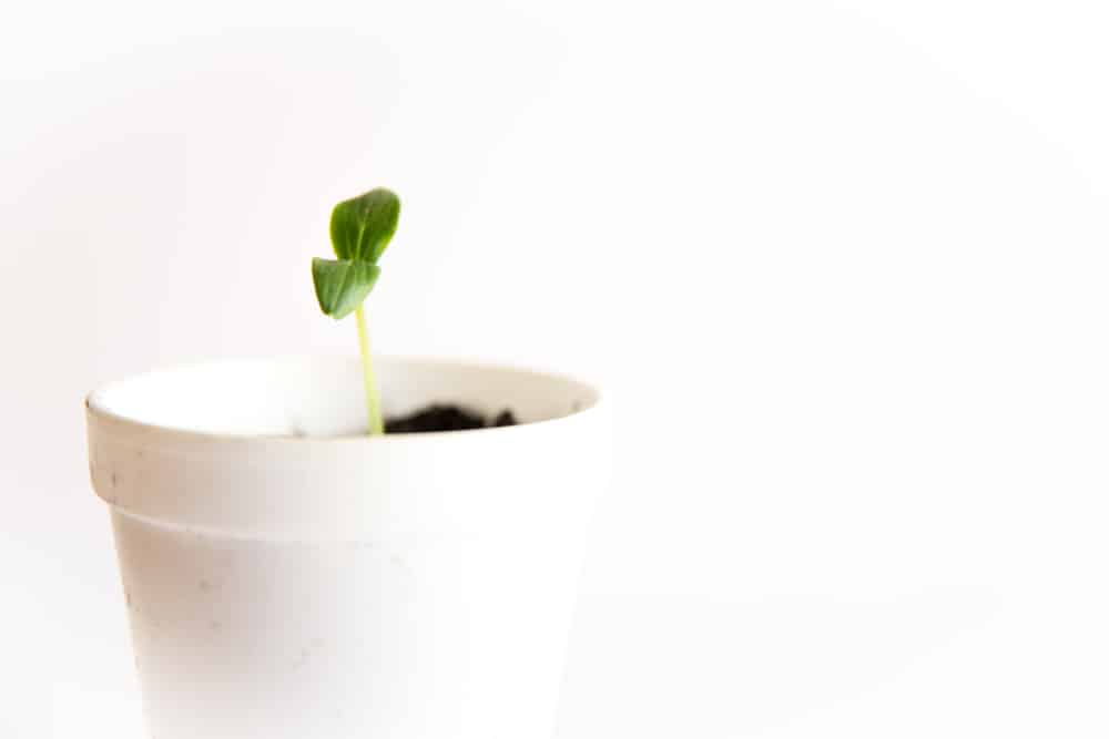 how to plant seeds in styrofoam cups