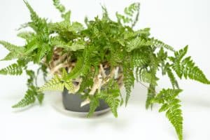 how to propagate rabbit foot fern