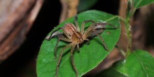 How Long Can a Spider Live Without Food?