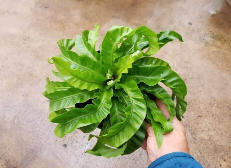 Hurricane Fern Growth and Care Guide - GFL Outdoors