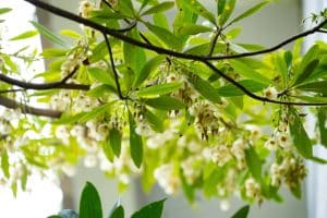 Japanese Blueberry Tree Pros and Cons