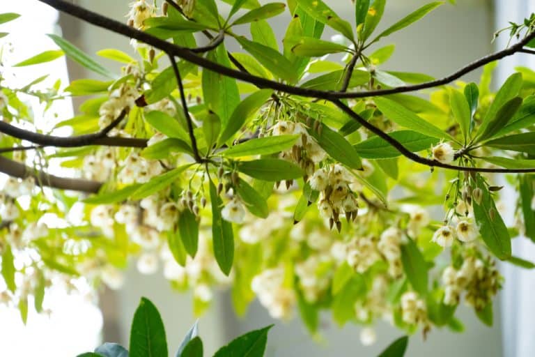 Japanese Blueberry Tree Pros and Cons - GFL Outdoors