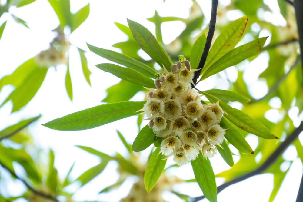 japanese blueberry