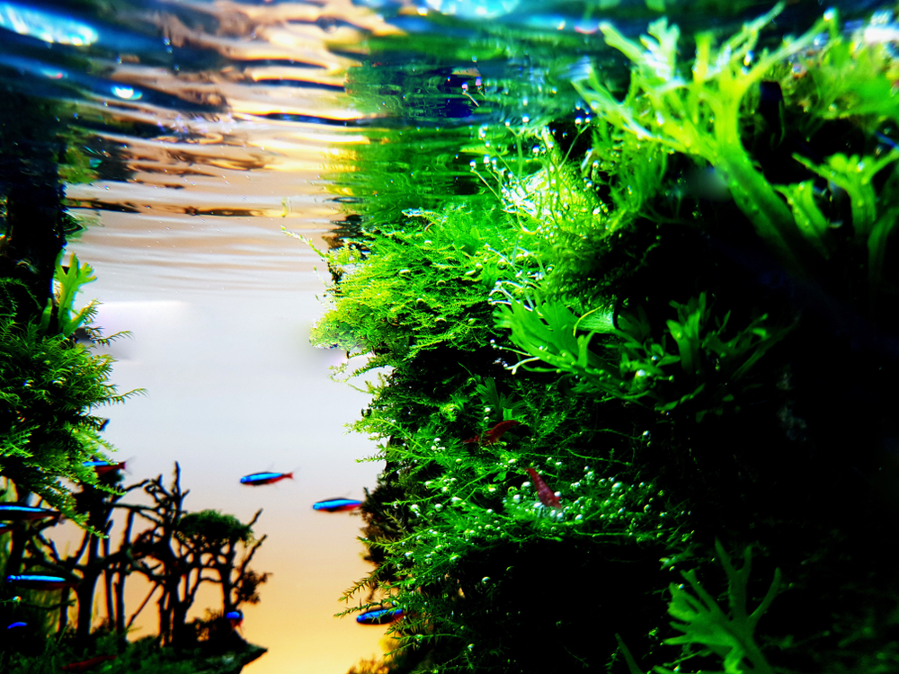 can java fern grow out of water