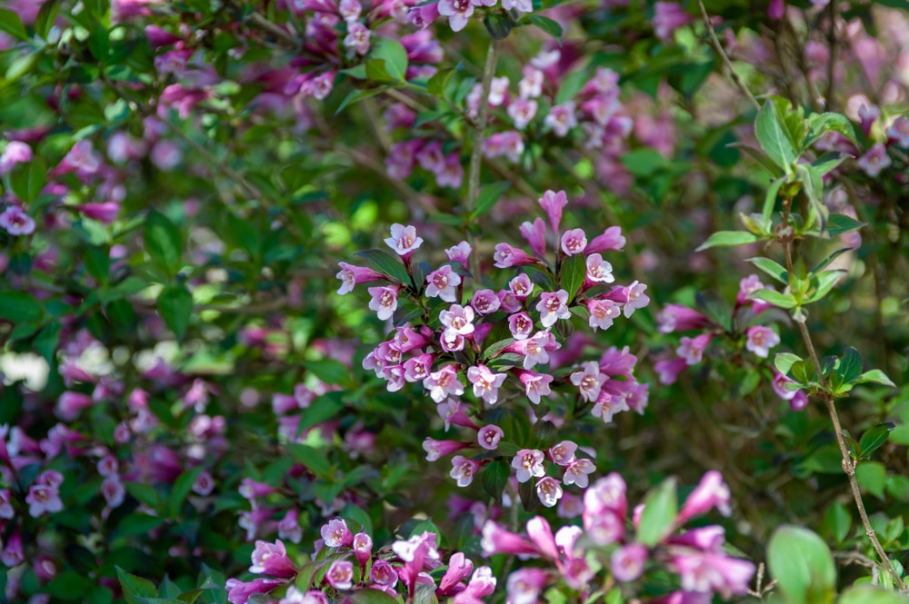 java red weigela