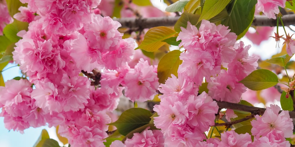 Yoshino vs Kwanzan Cherry Tree