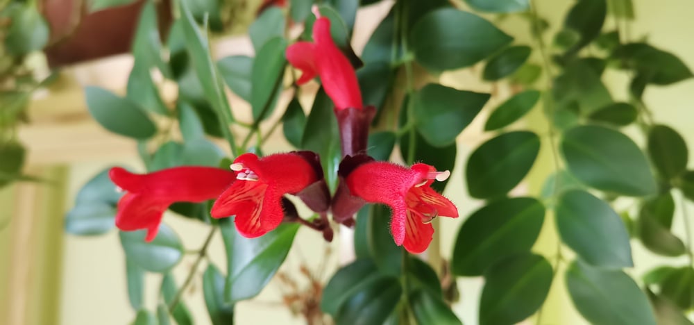 lipstick plant