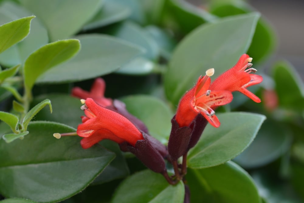 lipstick plant