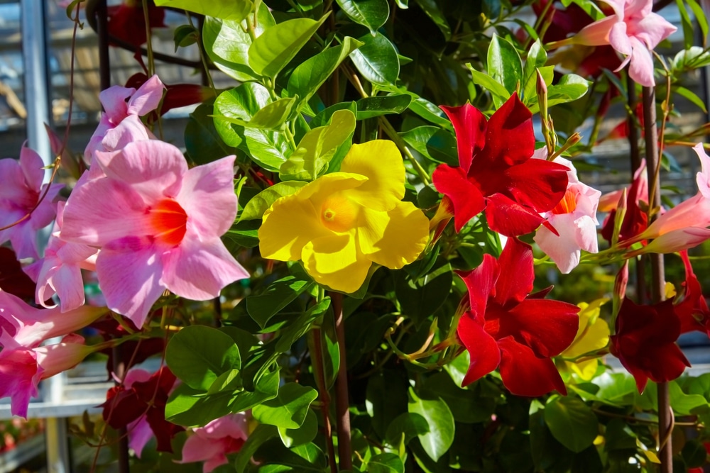 mandevilla sanderi