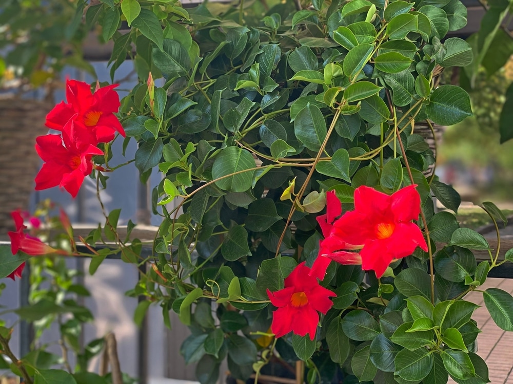 mandevilla sanderi