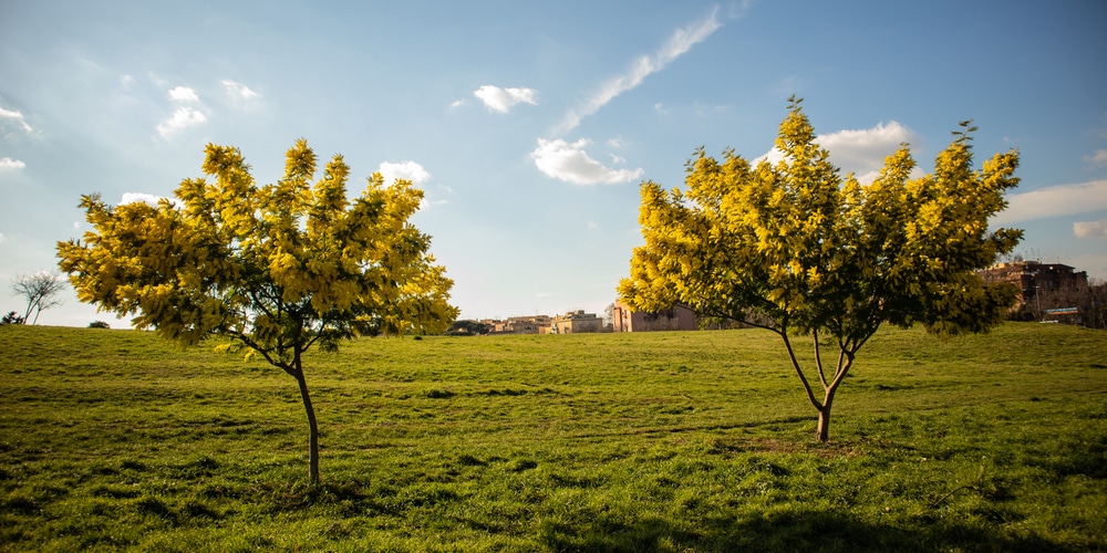 how to kill a mimosa tree