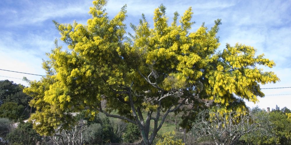 how fast does mimosa tree grow