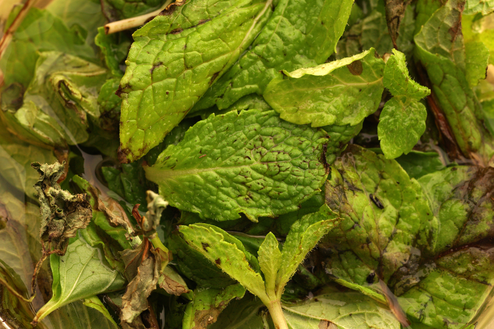 mint leaves turning brown