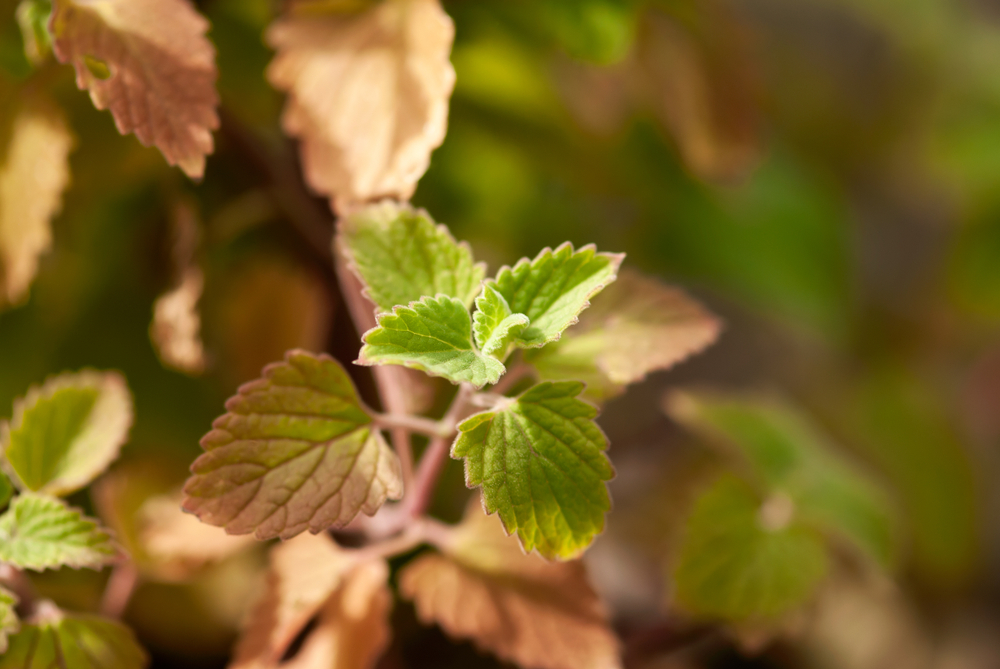 mint leaves turning brown