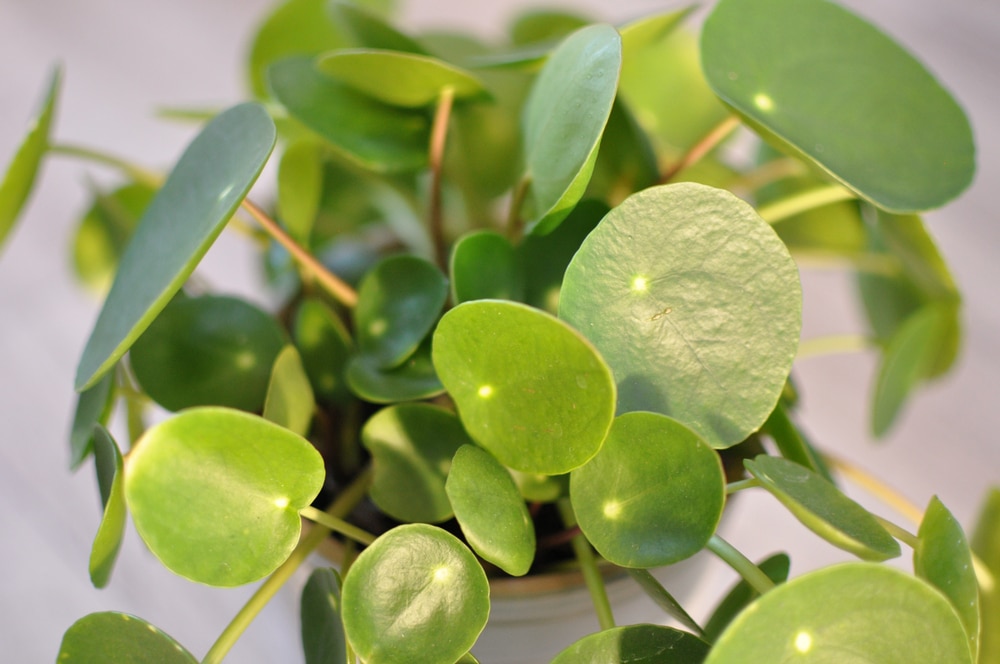 pilea leaves turning yellow