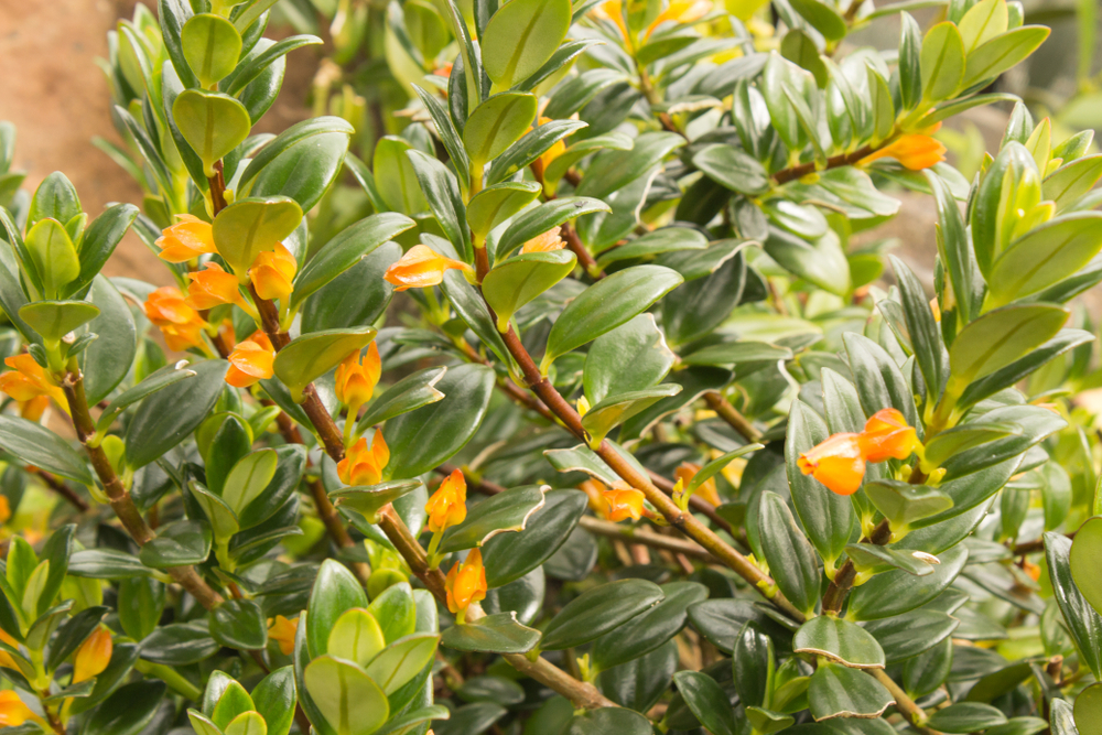 nematanthus gregarius