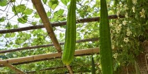 what not to plant near okra