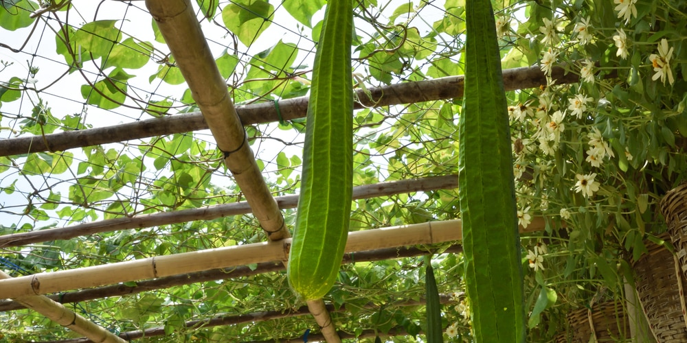 does okra need a trellis