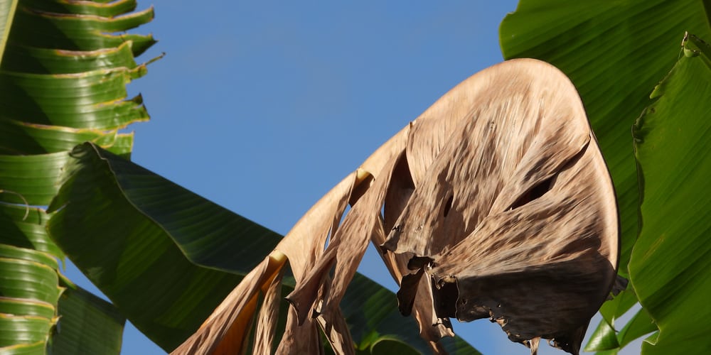 overwatered banana plant