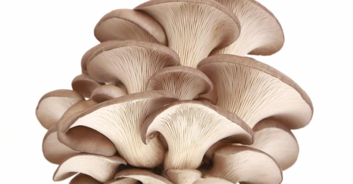 harvesting oyster mushrooms