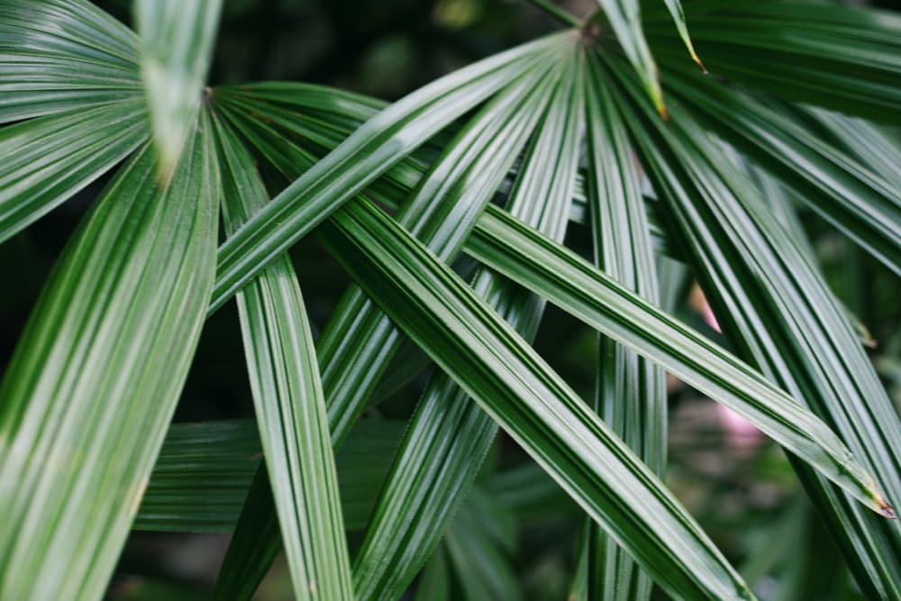 Palm Trees in Washington State