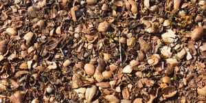 pecan shell mulch pros and cons