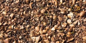pecan shell mulch pros and cons