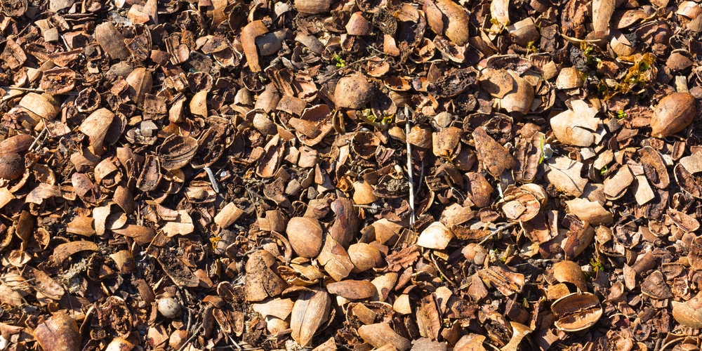 pecan shell mulch pros and cons