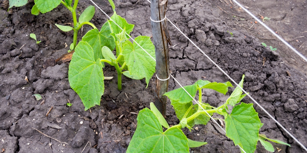 how are peppers pollinated