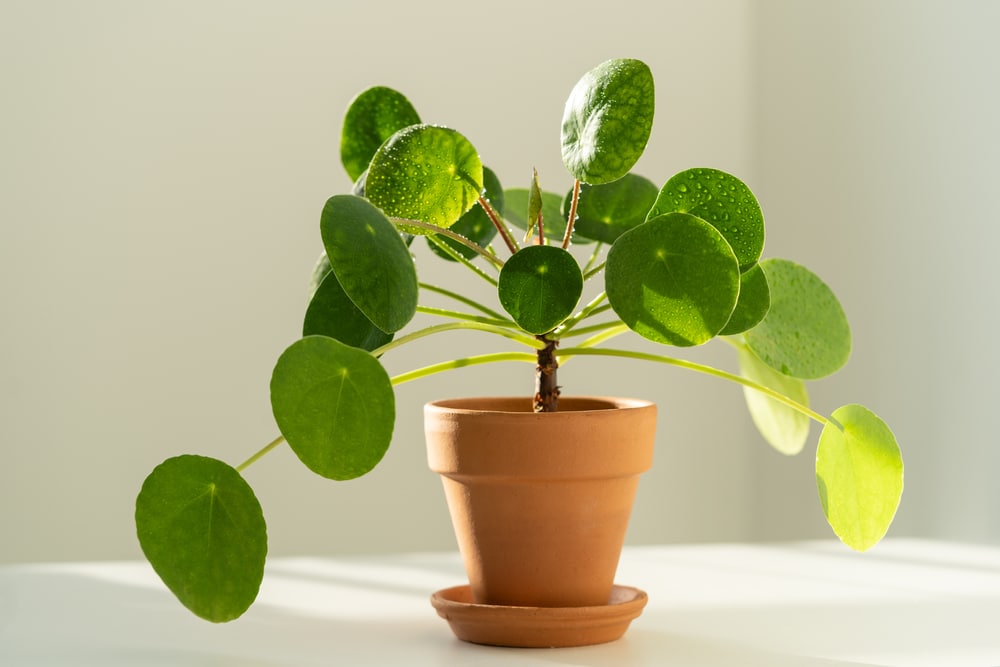 pilea leaves turning yellow