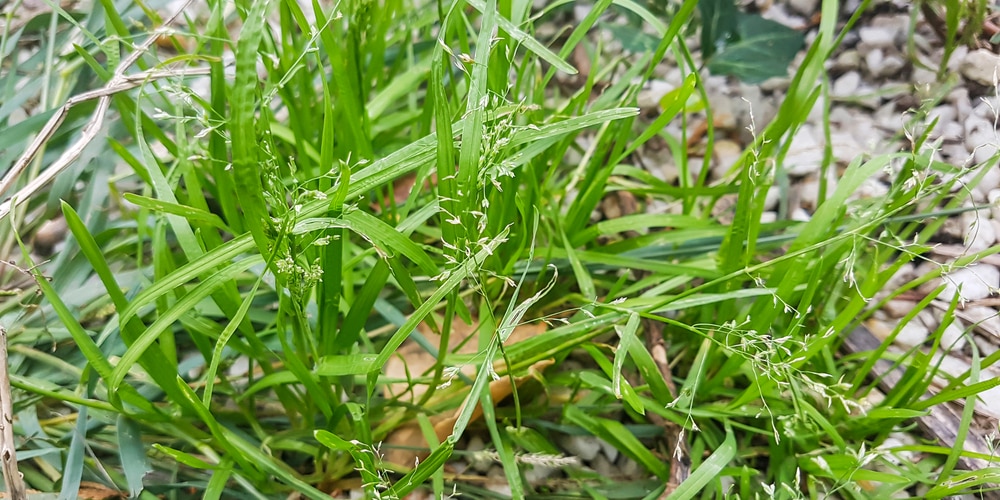 How to Kill Poa Annua in Bermuda Grass