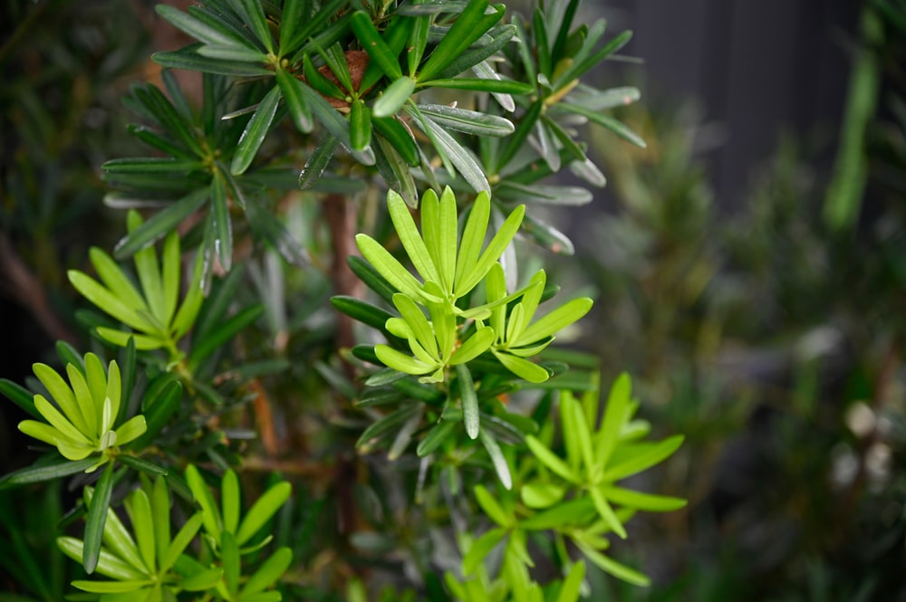 podocarpus twinmotion