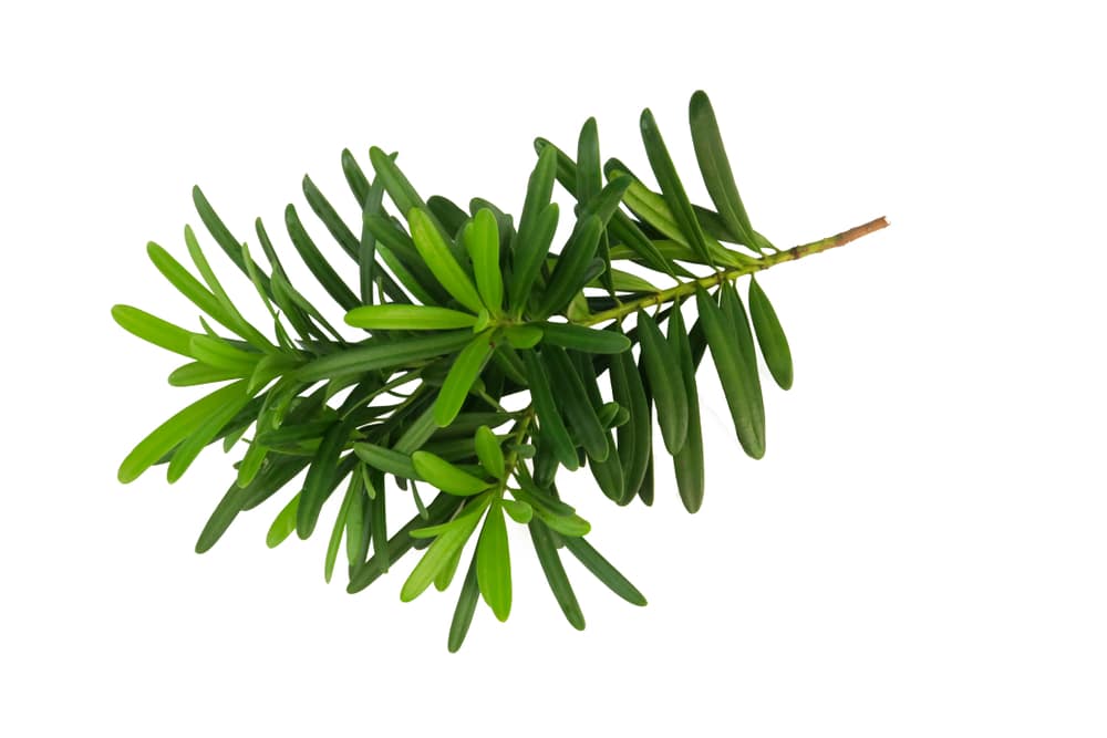 podocarpus