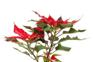 red indoor plants