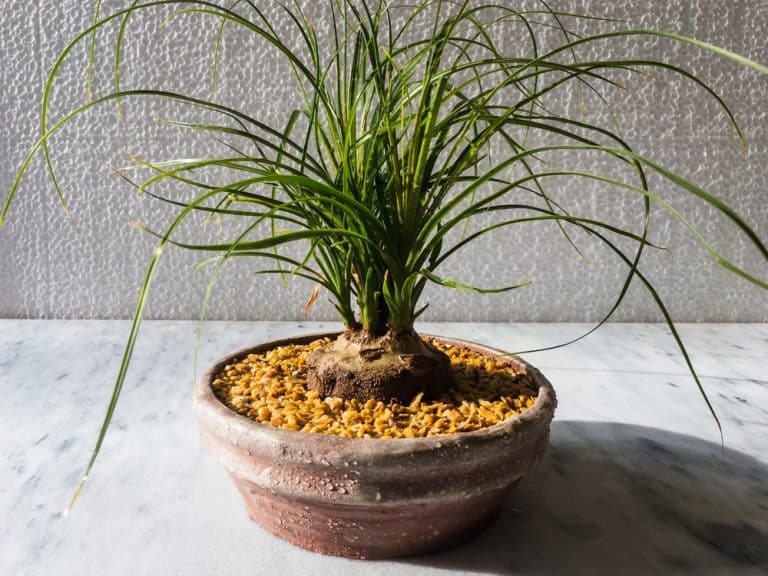 Overwater Ponytail Palm What To Do About It GFL Outdoors