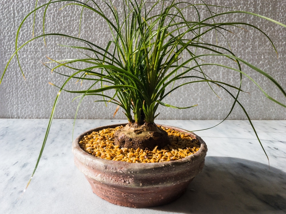 ponytail palm brown tips