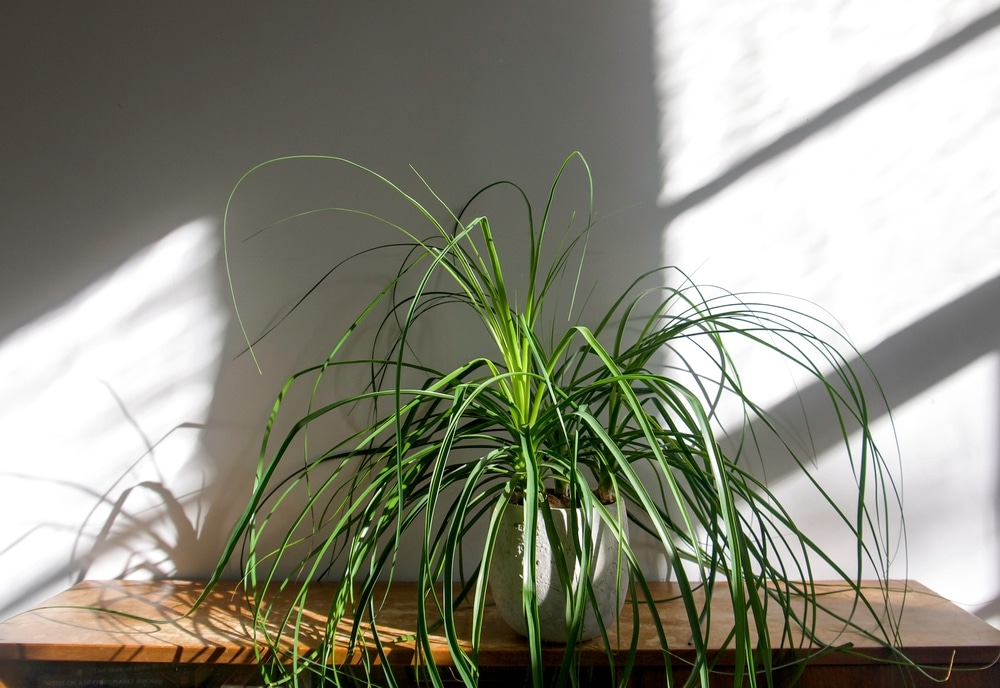 ponytail palm