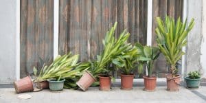 how to keep tall plants from falling over
