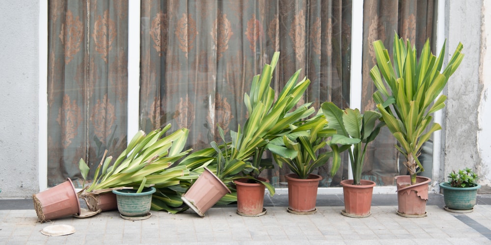 how to stop plant pots falling over in wind