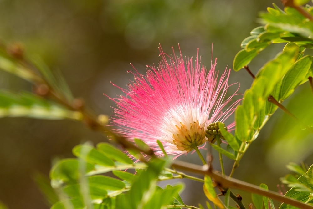 powderpuff tree