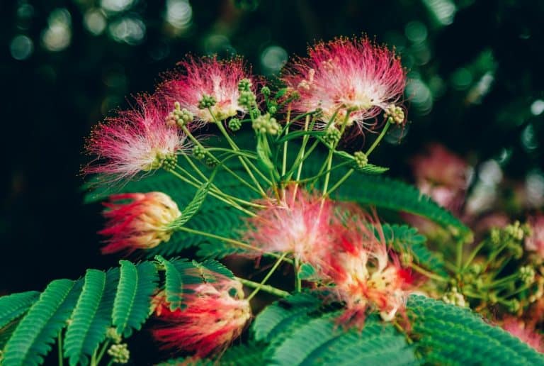 Powderpuff Tree Care Everything You Need to Know