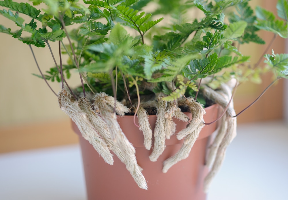 how to propagate rabbit foot fern