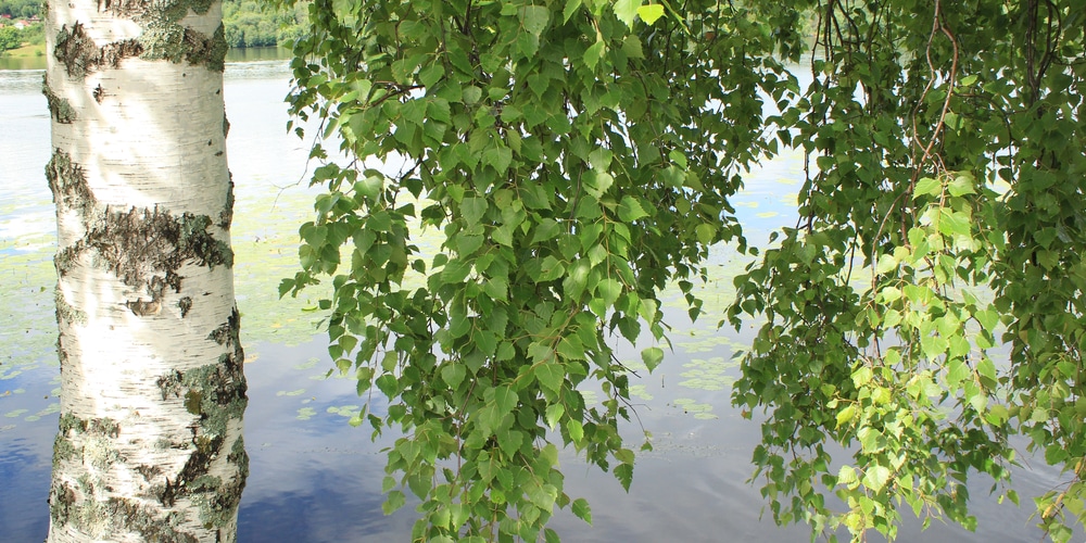 Birch Trees in Maryland