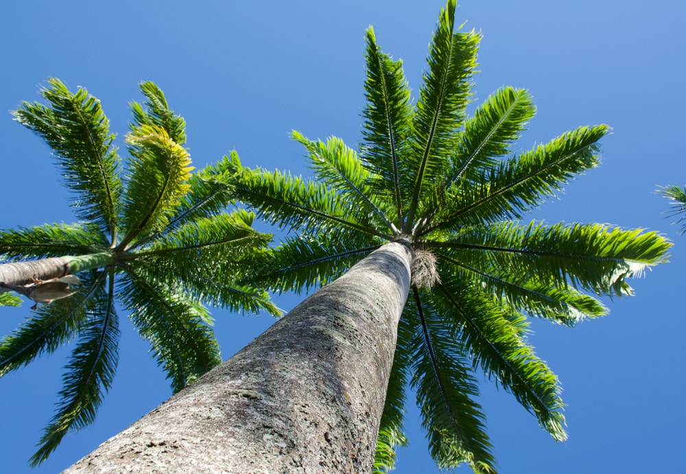 royal palm tree