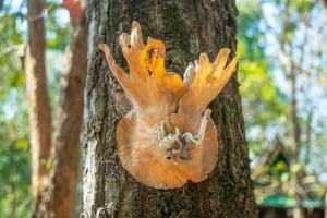 save a dying staghorn fern