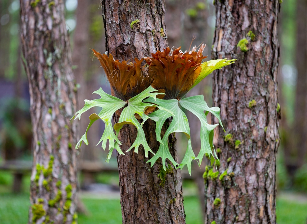 save a dying staghorn fern