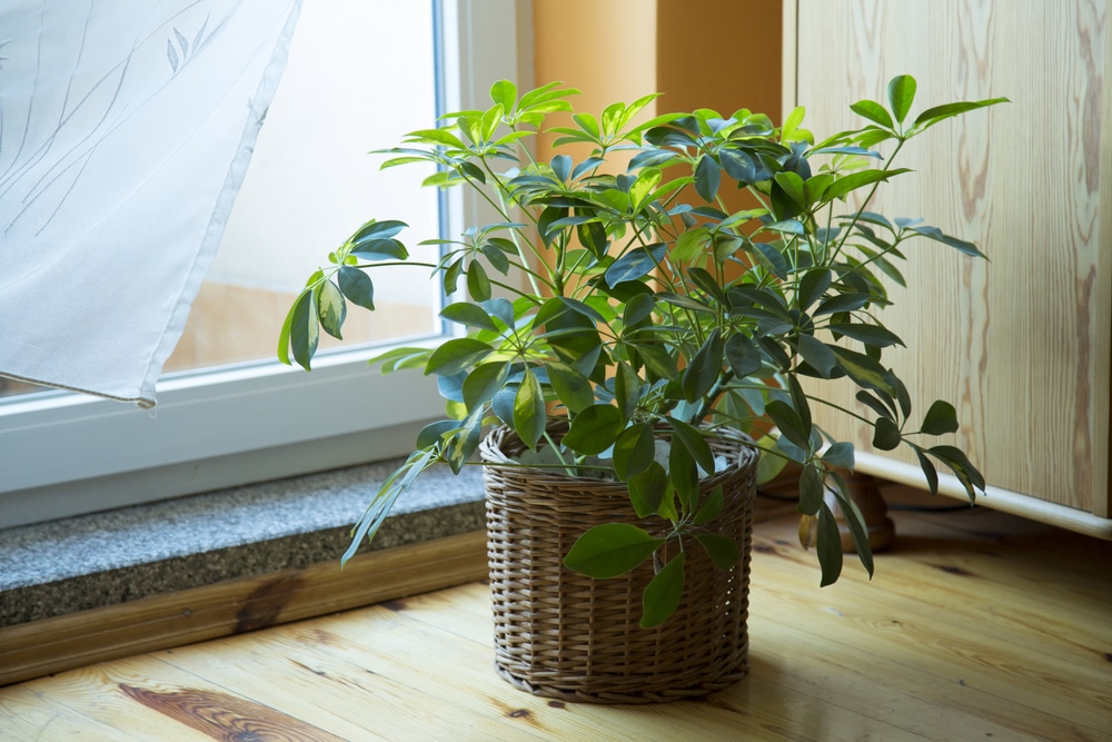 Brown spots on Schefflera leaves